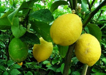 Citron Verna