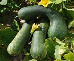 Courge « longue de Nice »
