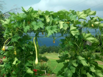 Culture en hauteur de la courgette trompette