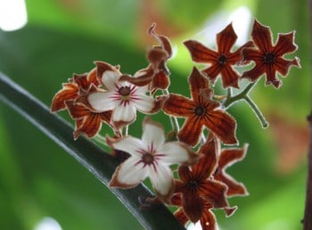 Fleurs de kolatier