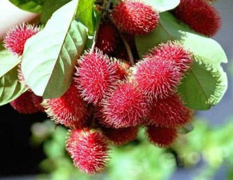 Fruits du ramboutan