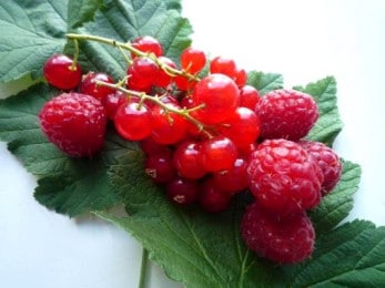 Groseilles et framboises