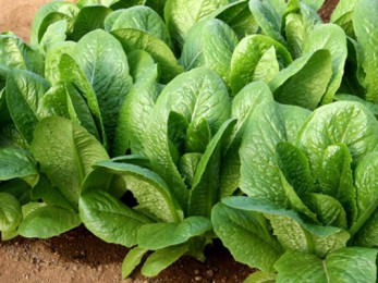 Laitue romaine en terre