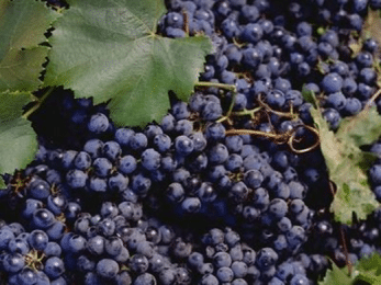 Muscat noir