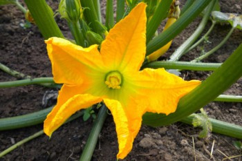 Plante de courgette en fleurs