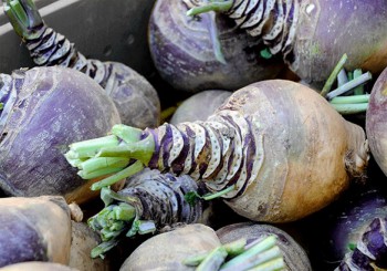 Rutabagas récoltés