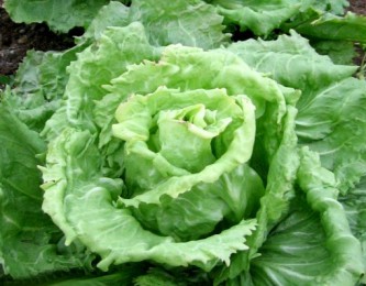 Salade cornette