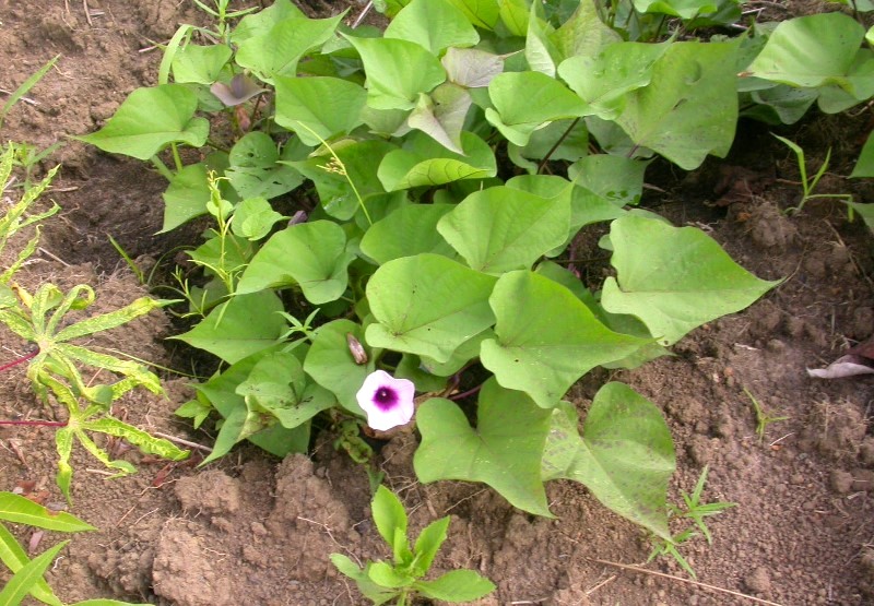 مجد الصباح ، Ipomoea batatas