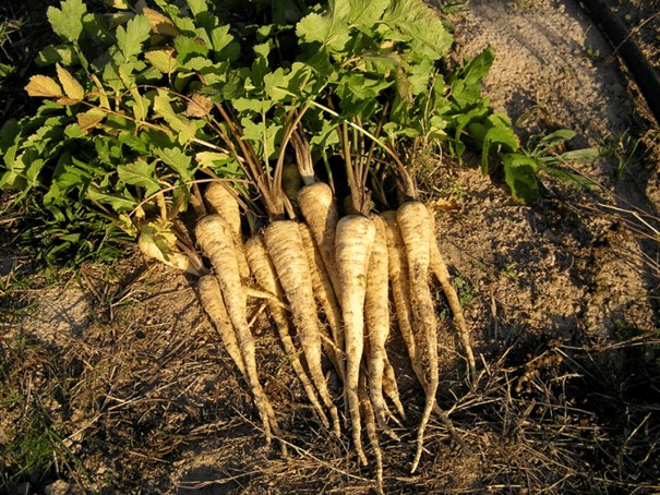 Parsnip, Pastinaca sativa L. subsp. sativa