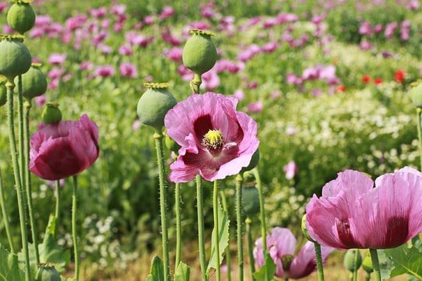 Poppy, Papaver somniferum