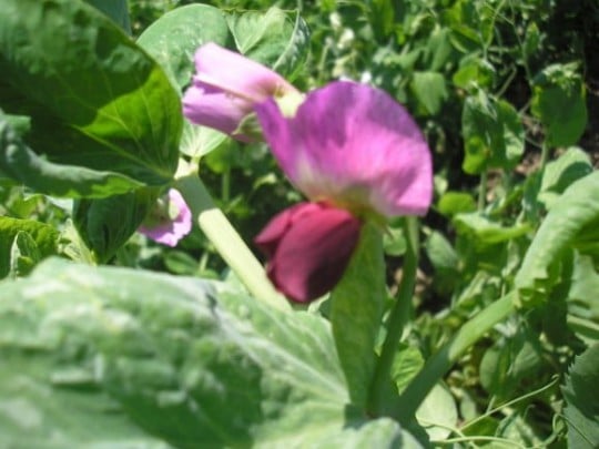 Petits Pois Mange Tout