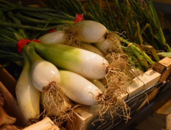 Oignons de Trébons à l’étal