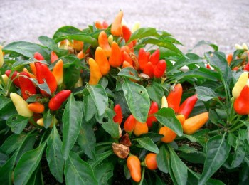 Piment capsicum annuum