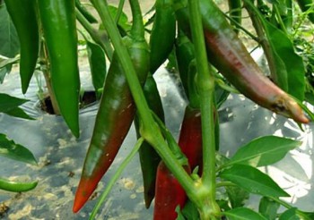 Piment Mirasol