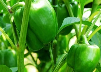 Poivron vert pepper Mont Jolien