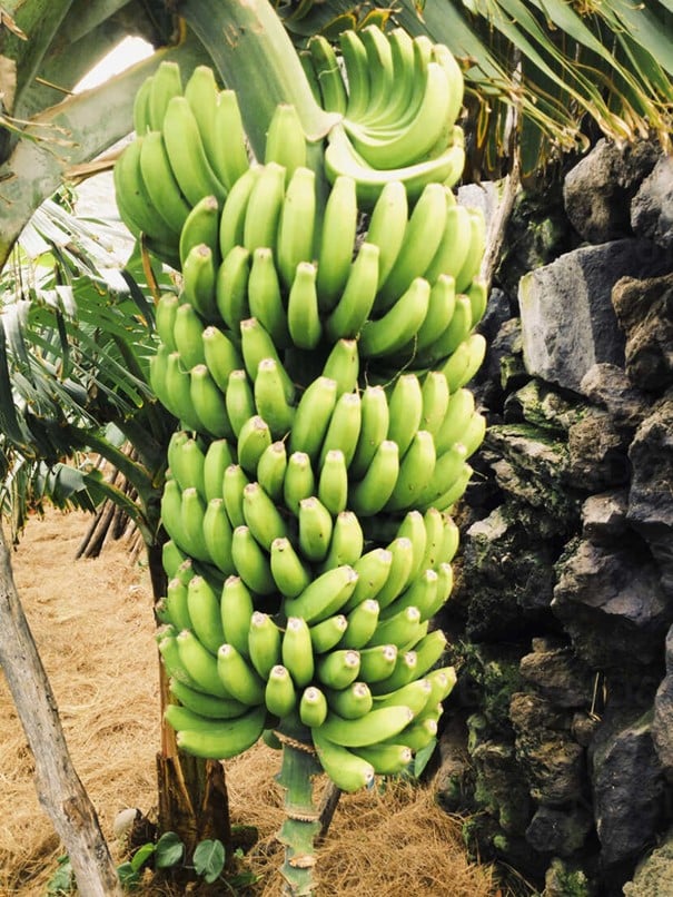 Banane plantain Musa × paradisiaca