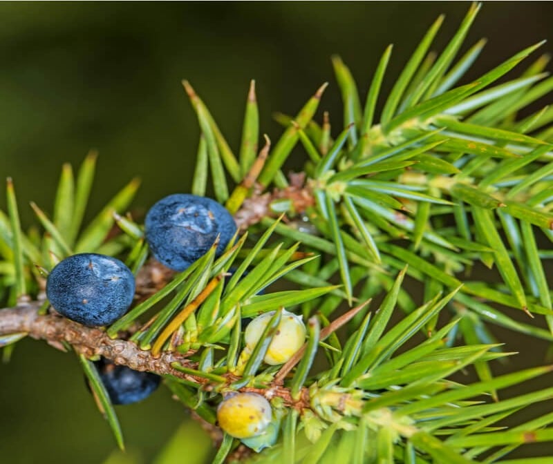 Wacholder, Juniperus communis L.