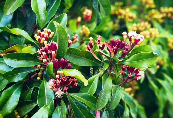 Cuișoare, Syzygium aromaticum