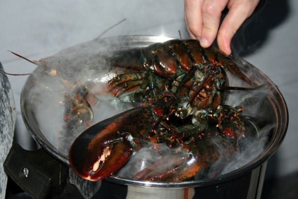 Plonger un homard dans l'eau bouillante qui a été préalablement assommé
