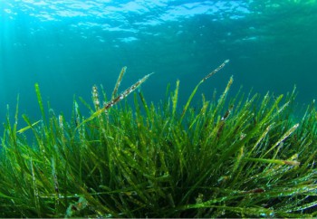 Algue spiruline dans son environnement