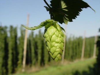Cône de houblon