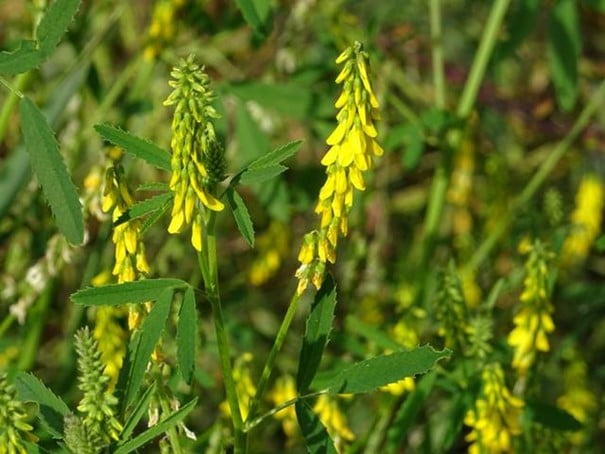 Sweet clover, melilotus officinalis