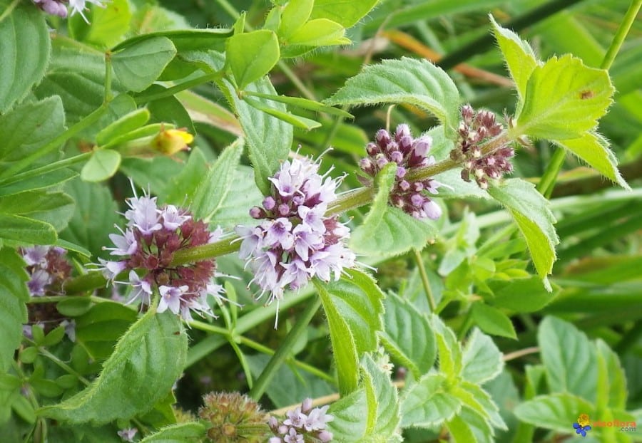 Menthe pouliot, Mentha pulegium L.