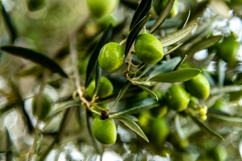 Picholine olives