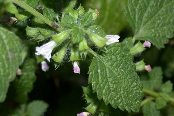 Mélisse en fleurs