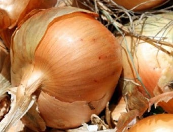 Oignon brun grano