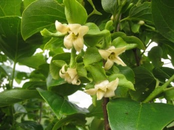 Plaqueminier en fleurs