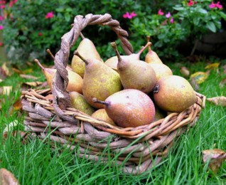 Poire de Fizée