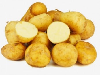 Pomme de terre AOP de l’île de Ré en France