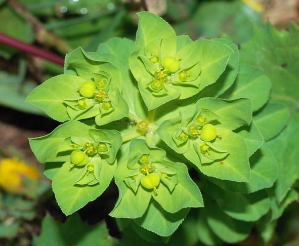 Euphorbia