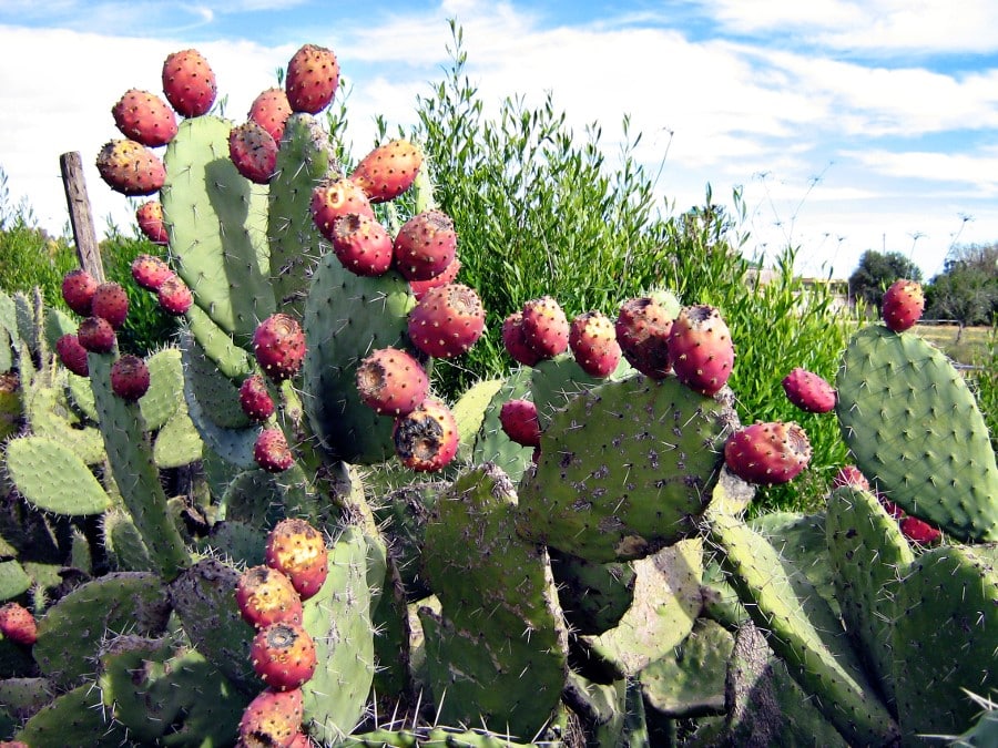 Prickly peras