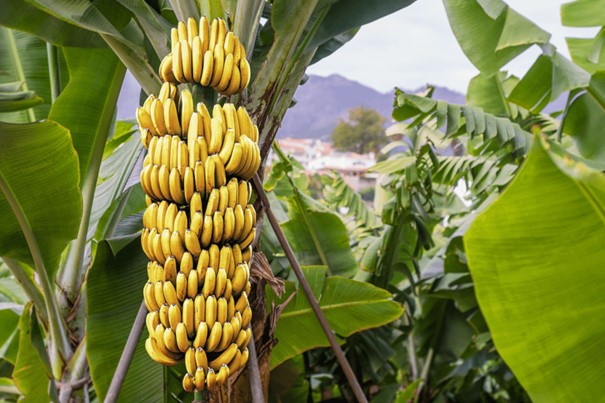 Régime de bananes