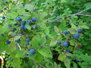 Myrtillier Vaccinium ovalifolium
