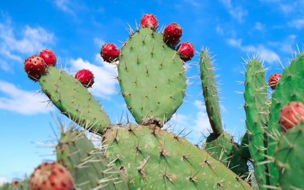 Cactus