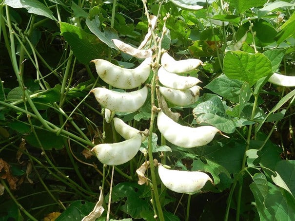 Lima beans, Phaseolus lunatus