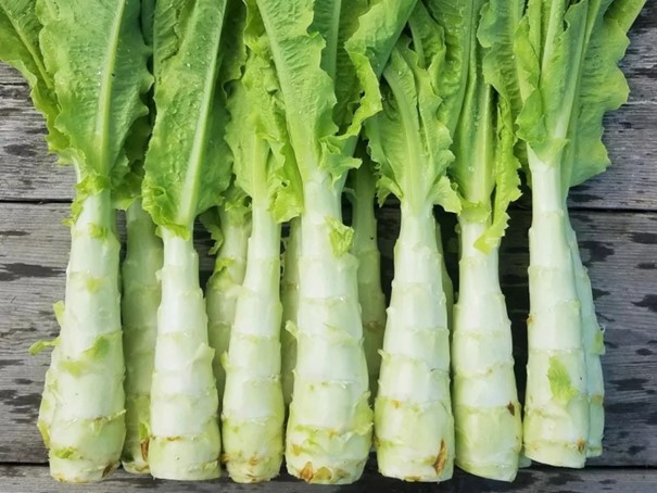 Laitue celtuce, Lactuca sativa angustana