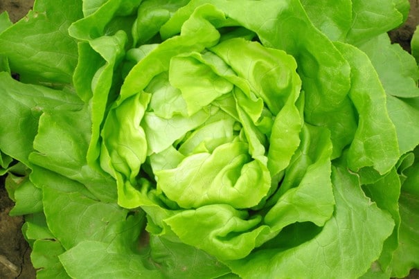 lechuga de cabeza