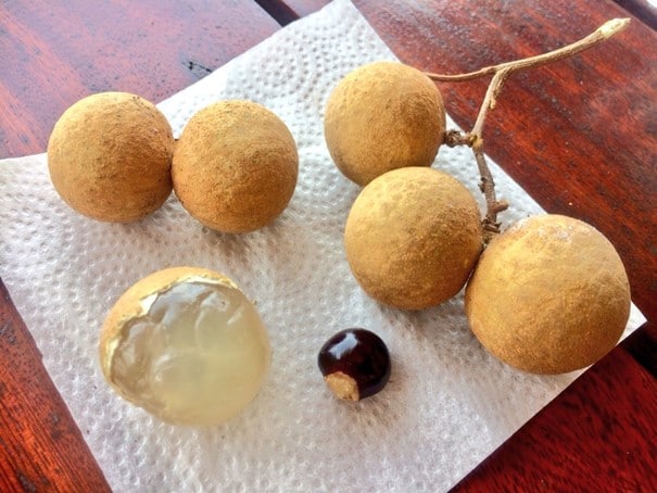 Longan, Dimocarpus longan