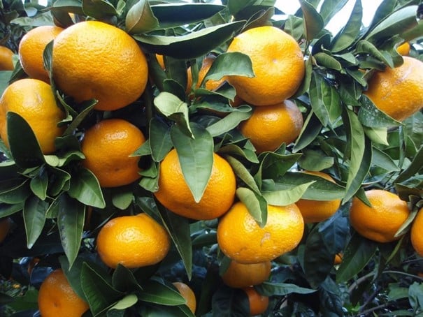 Mandarin Mikan