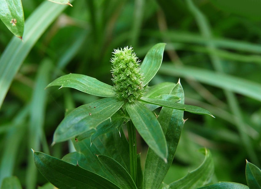 ง่อย, Eryngium foetidum L.