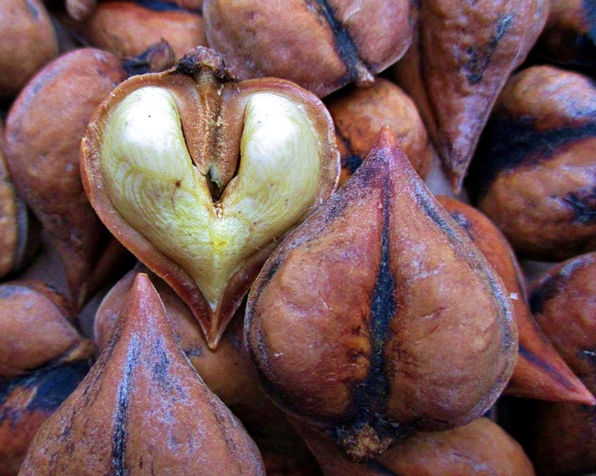 Heartnut, Juglans ailanthifolia, var. cordiformis