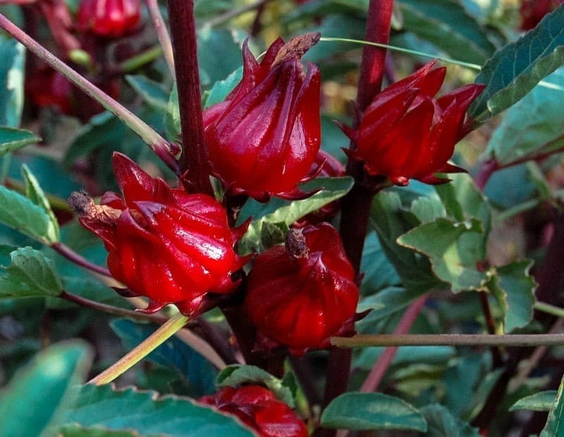 Măcriș de Guineea, Hibiscus sabdariffa