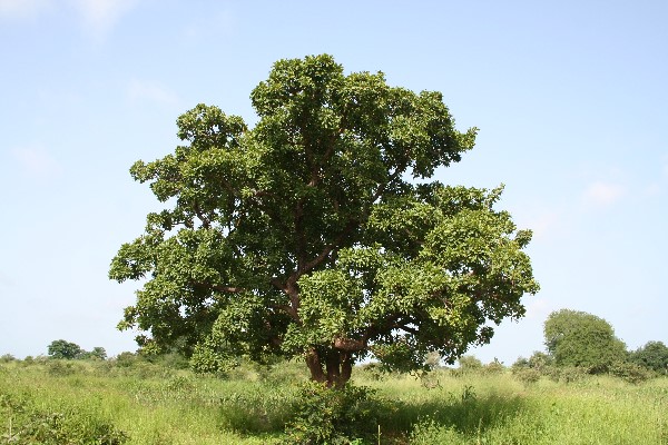 शीया का पेड़