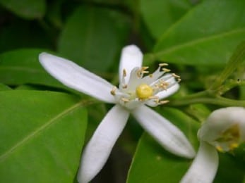 Fleur de kumquat rond