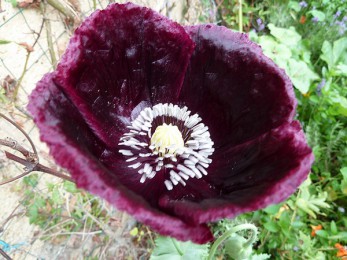 Fleur d’œillette ou pavot noir