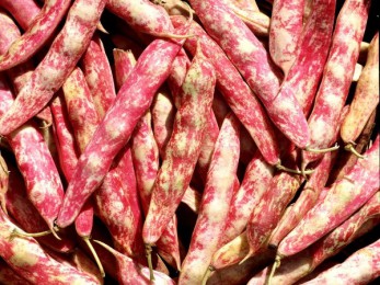 Gousses de haricot rose d'Eyragues